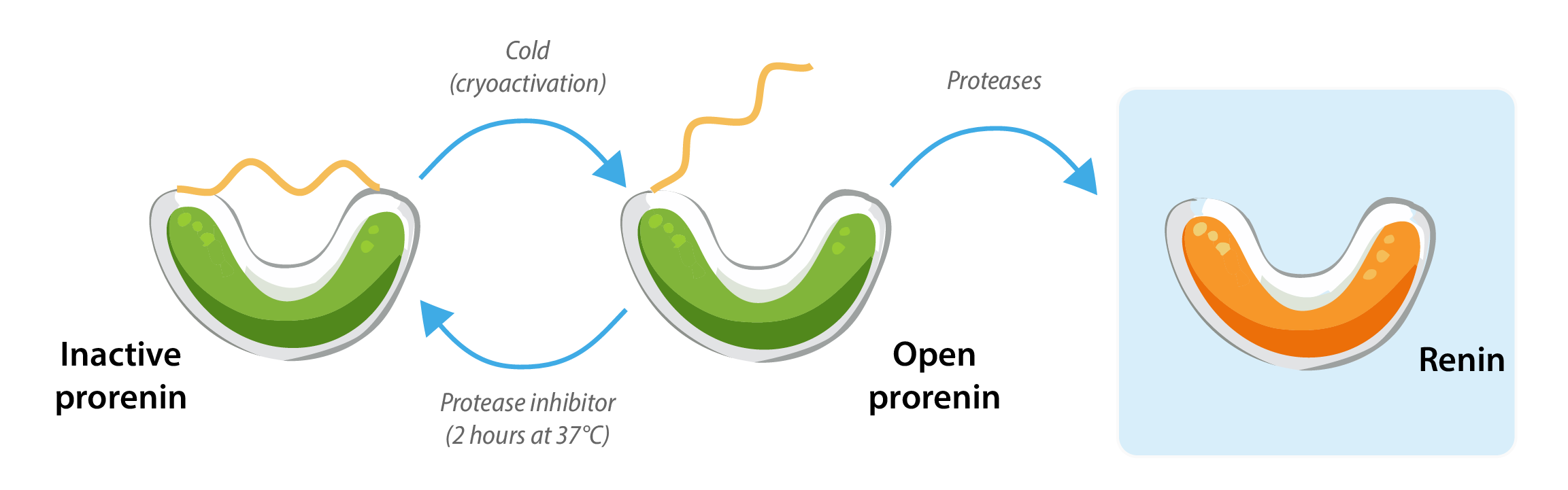 Diagram by: Barbara Verhaar (based on the diagram by Özcan)