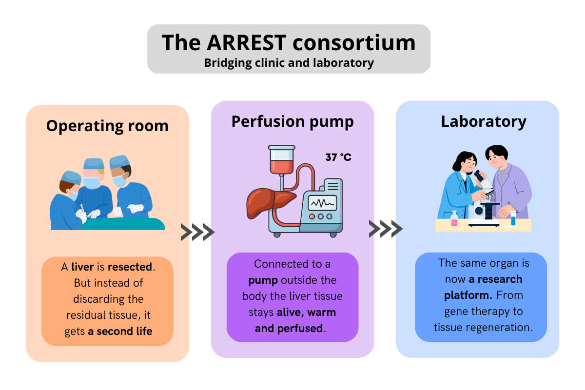 ARREST consortium schematic overview