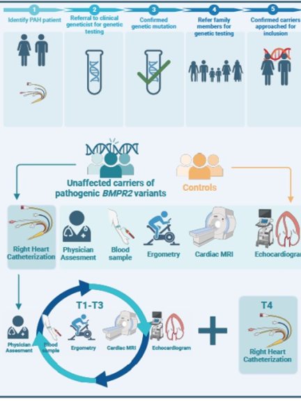 Visual abstract of the Dolphin project