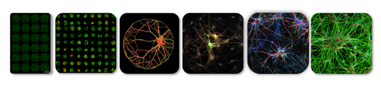 Neurospector cell images
