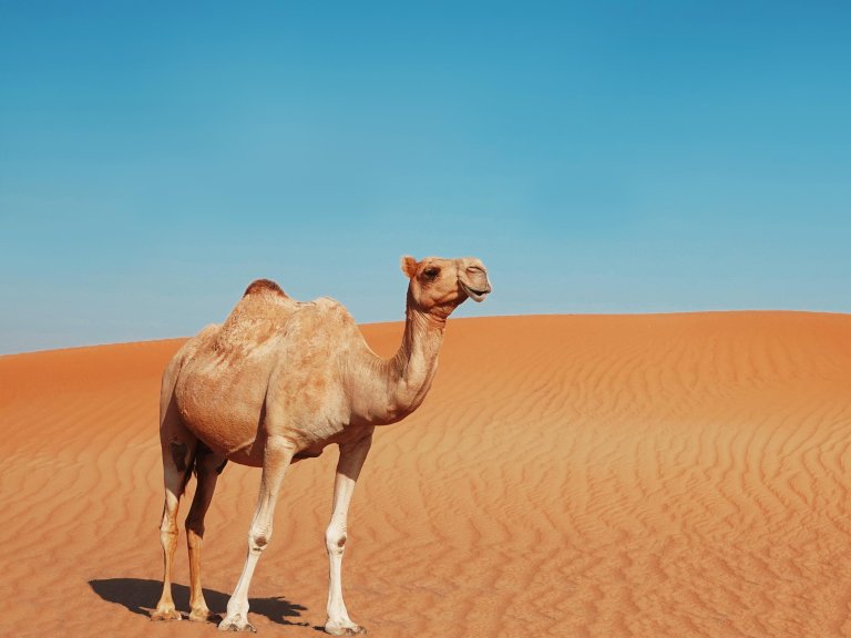 Geen kamelenpoep bij diarree