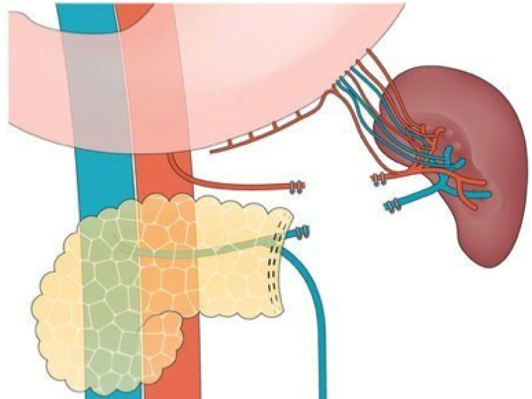 Jony van Hilst wins 2024 Dutch gastroenterology research prize 