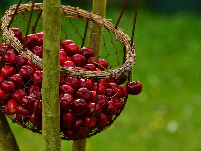 Blog 38: Falling through whose basket?
