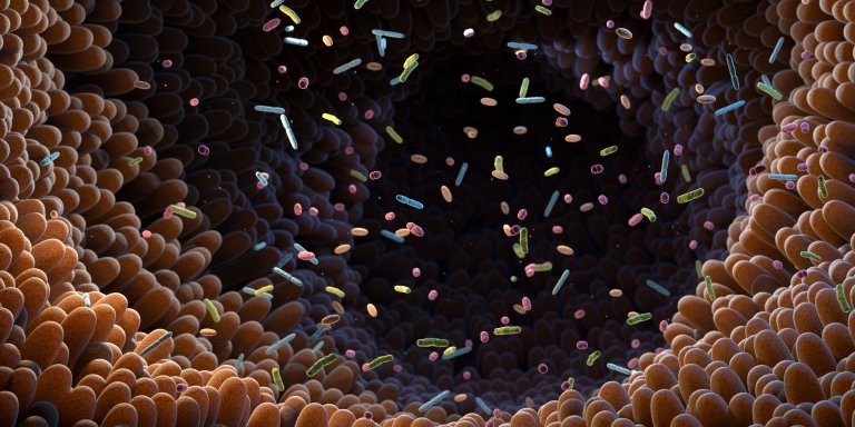 Minder goede bacteriën in je darm geeft grotere kans op ernstige infectie