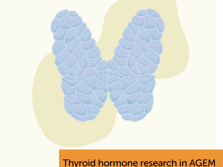Thyroid hormone research in AGEM at Amsterdam UMC