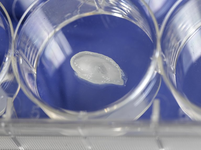 Pioneers in printing with living tissue