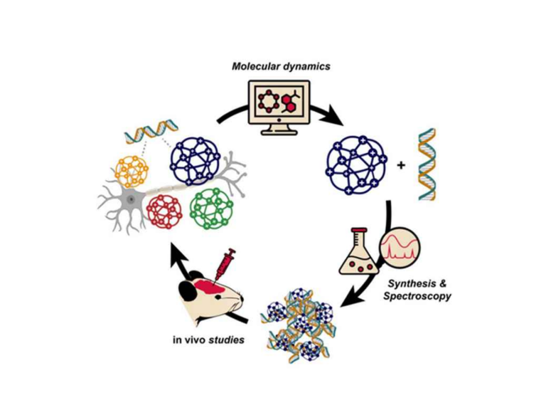 Cycle of improvement for the design of the nanocages including molecular dynamics simulations and machine learning methods, synthesis of the nanocages, and biological experiments in mice.