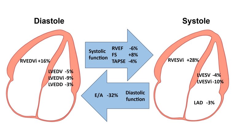 Overview of the temporary after-marathon changes of the heart