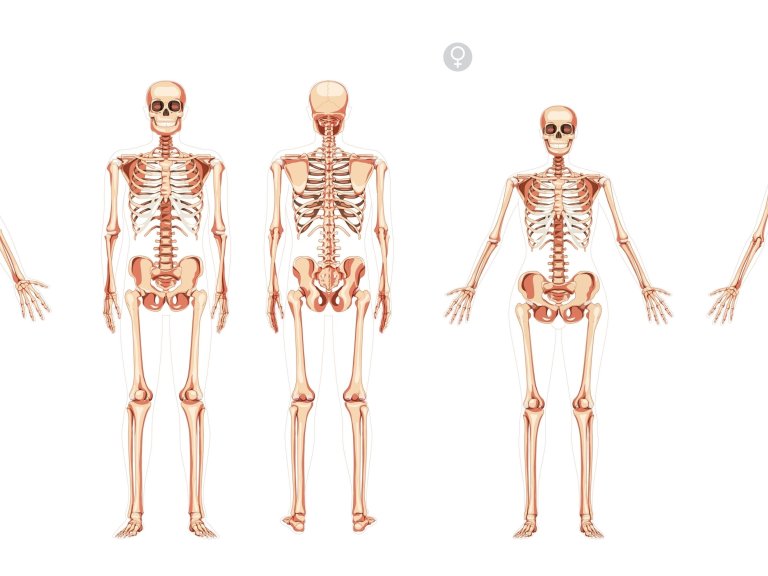 Hormone therapy reshapes the skeleton in transgender individuals who previously blocked puberty