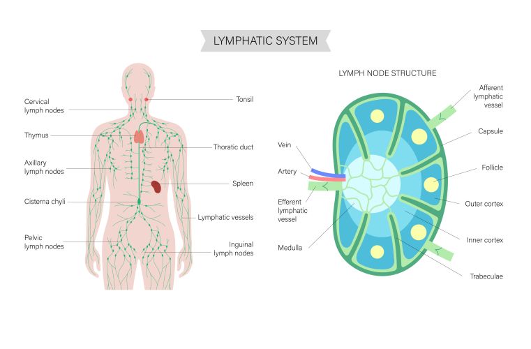 Lymph Node Function & Location