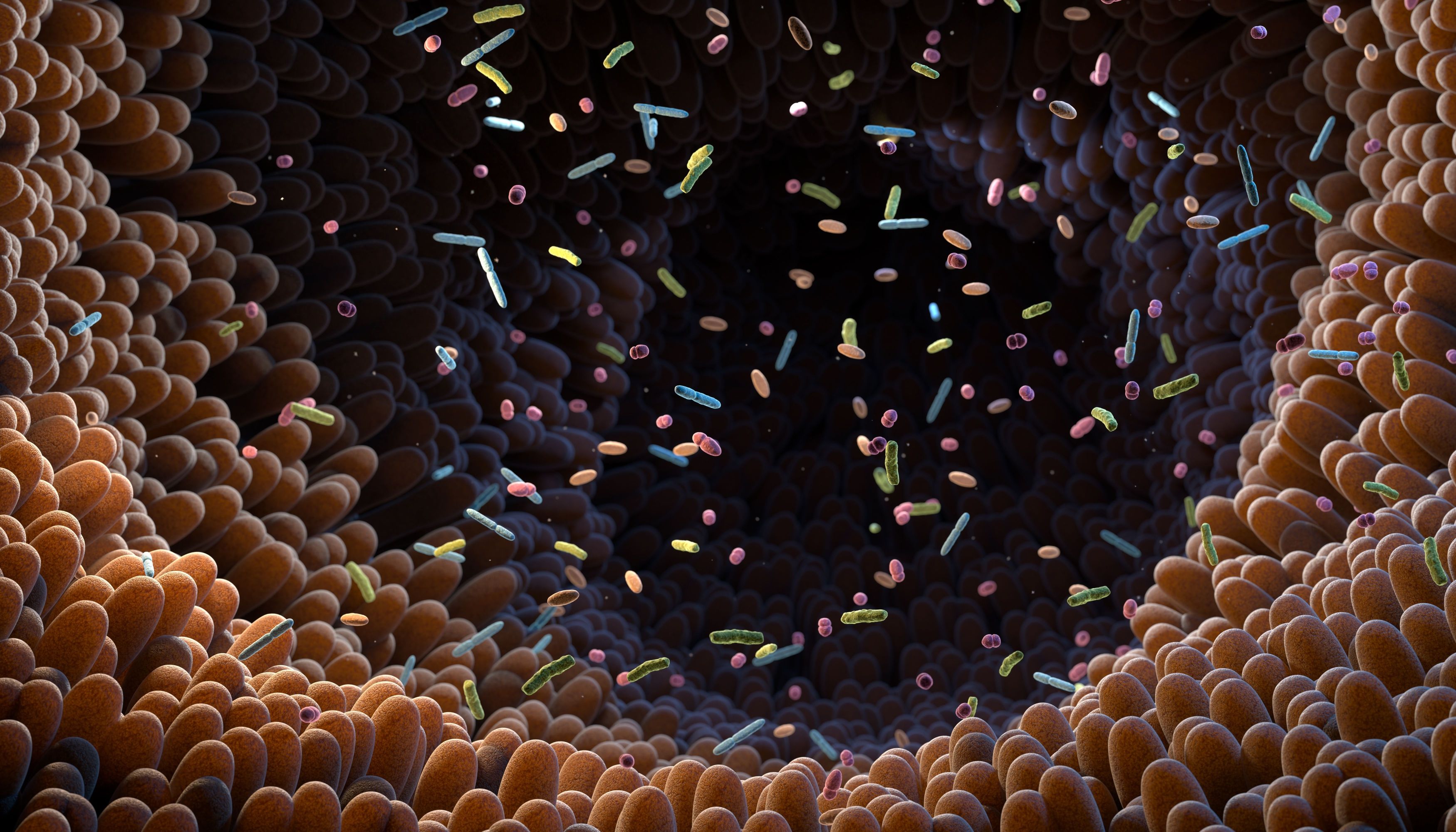 Minder goede bacteriën in je darm geeft grotere kans op ernstige infectie