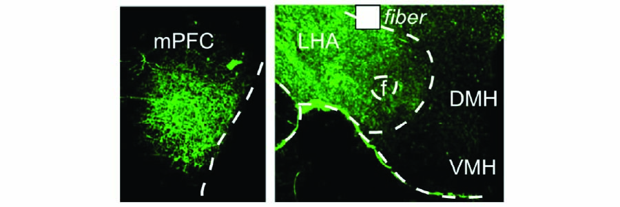 Stress-recruited mPFC neurons project to the lateral hypothalamus