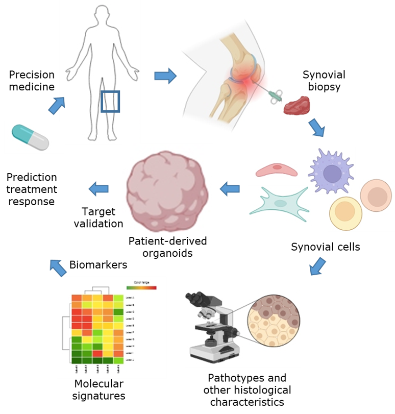 Figure 1. Schematic representation of the current research project focused on patient-derived organoids to mimic synovial tissue heterogeneity and predict clinical treatment response.