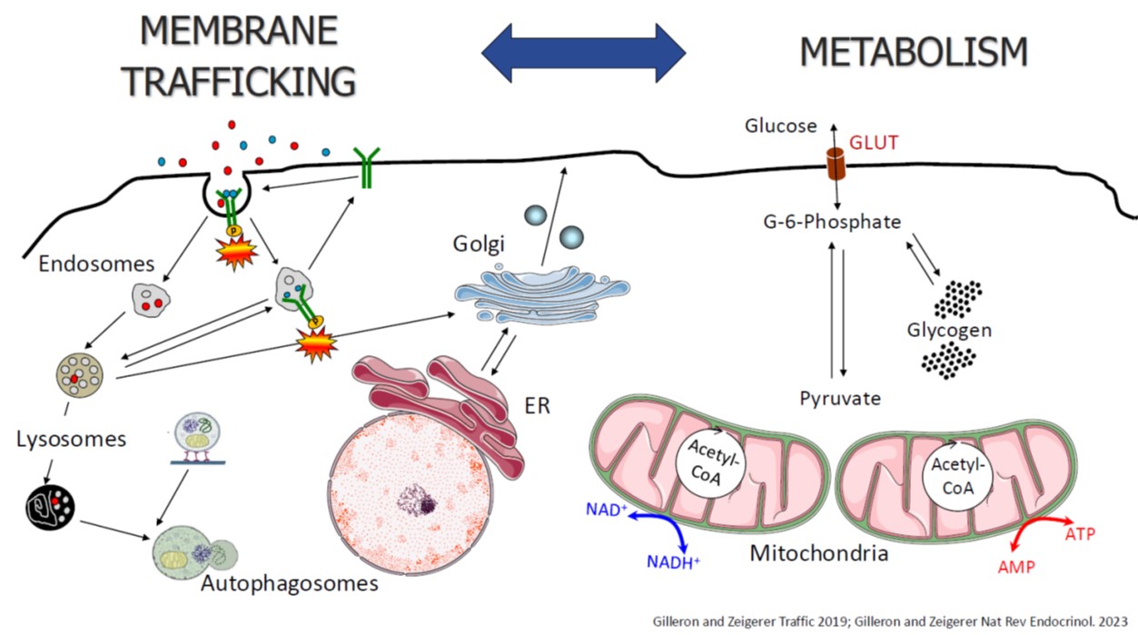 Metabolism Scheme