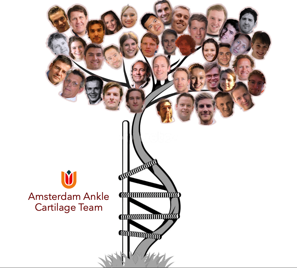 Amsterdam Ankle Cartilage Team Official ICRS Center of Excellence  