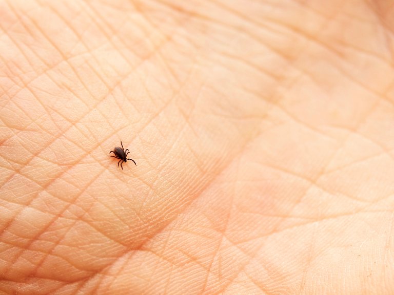 Would you deliberately get infected for science?