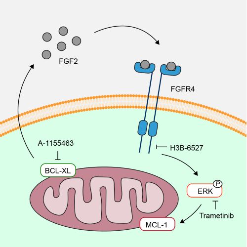 Figure. Inhibition of the anti-cell death factor BCL-XL by small molecules triggers an innate cell response to quickly secrete FGF2 to counteract pending cell death.