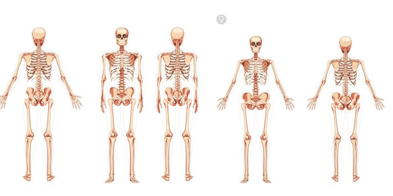 Hormone therapy reshapes the skeleton in transgender individuals who previously blocked puberty