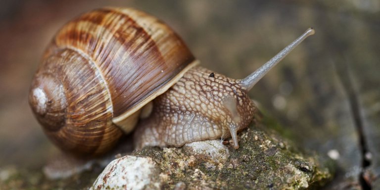 Slijmlaag van slakken geeft inzicht in relatie tussen zout eten en hoge bloeddruk bij mensen