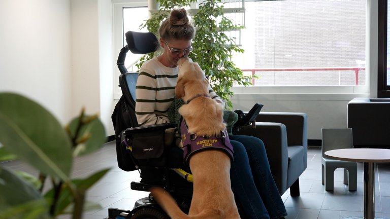 Een van de vele assistentiehonden die Amsterdam UMC regelmatig bezoeken is Dronne