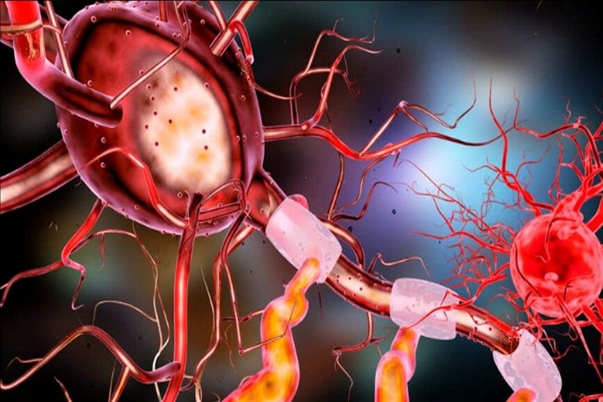 Two grants to neuromuscular research group