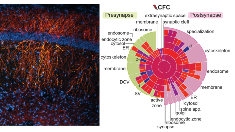 Hippocampal memory engram cells
